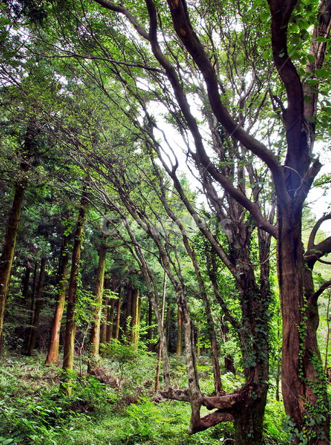 나무,숲,사려니숲길,제주,자연,풍경,숲길,tree,plant,식물