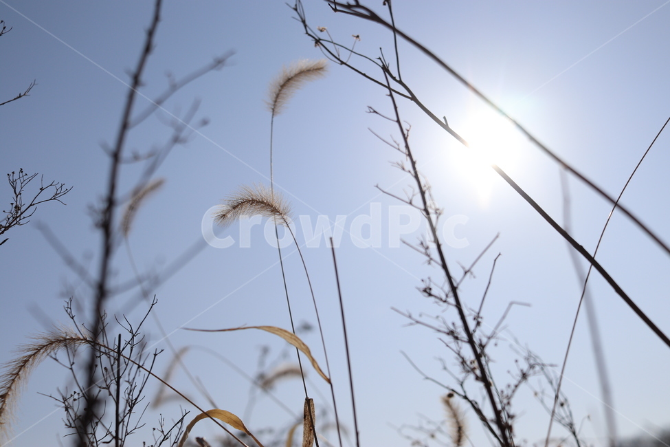 plant,식물,grass,잔디,lawn,reed,갈대,빛,낮,오후,자연,해,햇빛,강아지풀,식물,자연,plants,nature