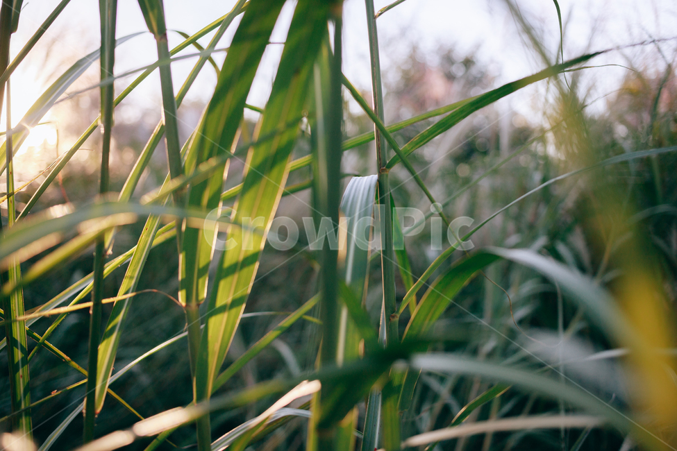 가을,갈대,햇살,햇볕,자연,풀,풀잎,잎사귀,가을,계절,fall,autumn,season,식물,자연,plants,nature,grass,잔디,plant