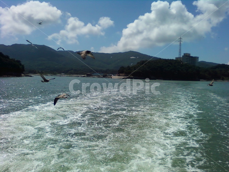 새,구름,바다,물보라,배,bird,animal,nature,water,물