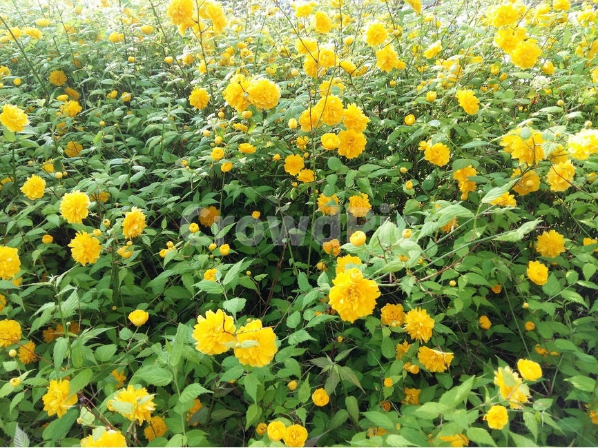 황매화,봄,노랑,낮,풍경,꽃,식물,자연,plants,nature,꽃,flower