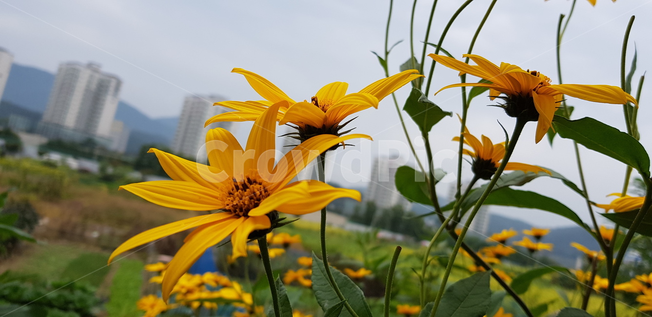 plant,식물,가을,들판,꽃,flower,식물,자연,plants,nature,꽃,flower