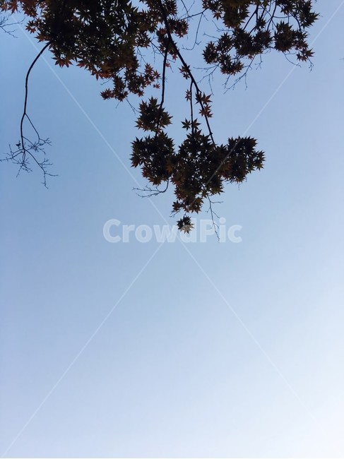하늘,맑은하늘,나무,감성사진,하늘색,자연,풍경,nature,landscape,plant,식물