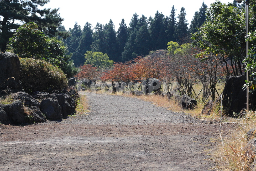 제주,가을햇살,자갈,나무,길,자연,풍경,nature,landscape,gravel,dirt road,흙길,road,도로,tree,plant,식물,fir,전나무