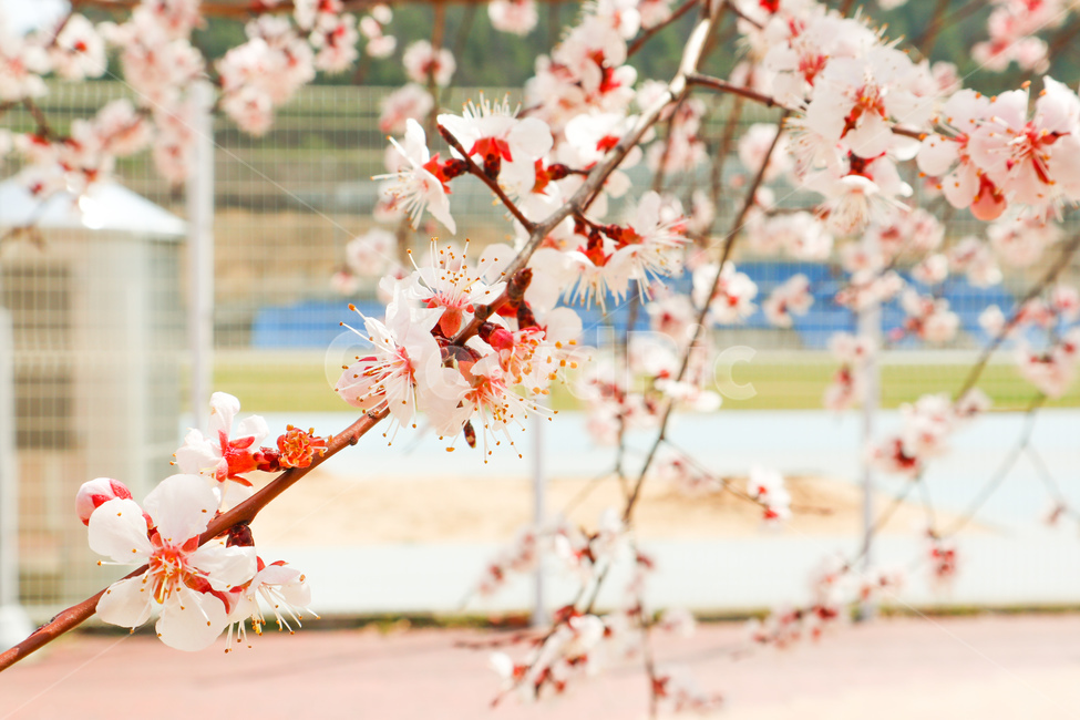 봄,spring,벚꽃,cherryblossom,분홍,분홍색,pink,식물,plant,꽃,blossom,flower