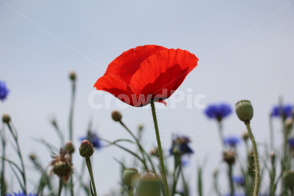 양귀비,감성,색감,붉은색,빨강,붉은꽃,red,plant,식물,flower,blossom,꽃,하늘,sky,강렬한,식물,자연,plants,nature,꽃,flower