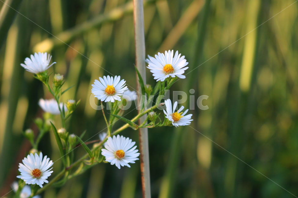 미국쑥부쟁이,쑥부쟁이,야생화,꽃,식물,미국쑥부쟁이꽃,중도국화,털쑥부쟁이,국화,국화과,들꽃,식물,자연,plants,nature,꽃,flower