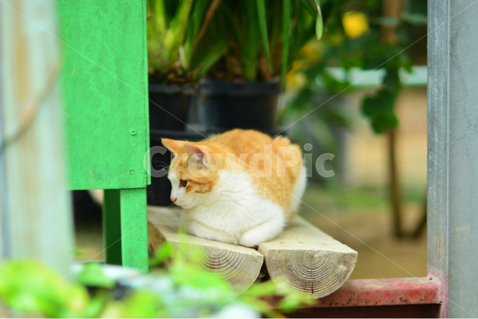 고양이,새끼고양이,아깽이,냥이,길고양이,귀여움,동물,animal,포유류,mammal,cat,kitten,kitty,고양이사진,여유로움,반려묘,반려동물,길냥이,아기고양이,경계,도둑고양이,휴식,힐링,휴식을,쉬다,동물,animal,포유류,mammal,고양이,cat,kitten,kitty