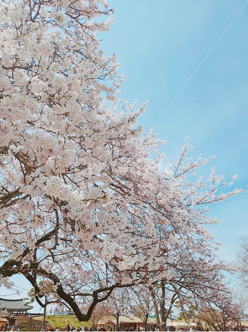 벚꽃,봄,만개,맑음,핑크