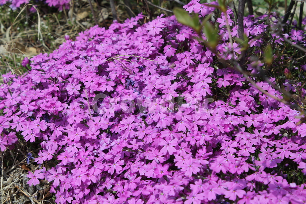 잔디,꽃잔디,꽃,핑크,봄꽃,봄,봄,계절,spring,season,식물,자연,plants,nature,꽃,flower,plant,blossom