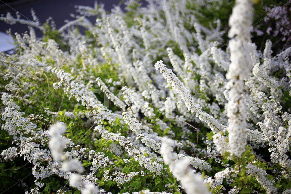 봄,봄날,초록,풀꽃,spring,식물,봄,계절,spring,season,식물,자연,plants,nature,꽃,flower,plant,blossom