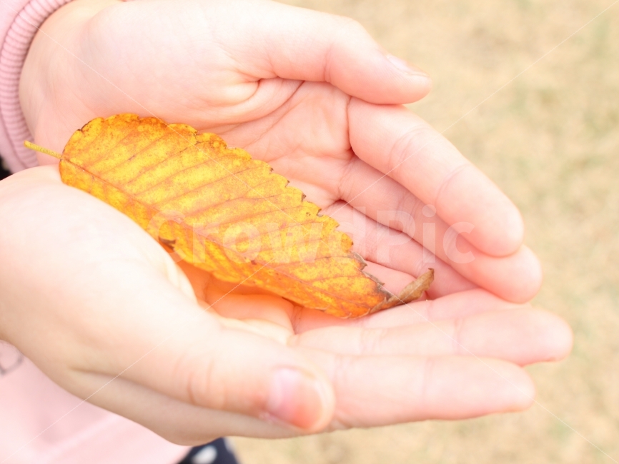 낙엽,손,가을,나뭇잎,연출사진,가을풍경,식물,가을,계절,fall,autumn,season,식물,자연,plants,nature,사람,인물,인간,human,person,연출,컨셉,콘셉,direction,concept,hand