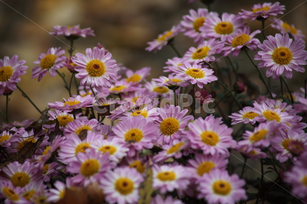 국화,식물,꽃,가을꽃,chrysanthemum,식물,자연,plants,nature,꽃,flower