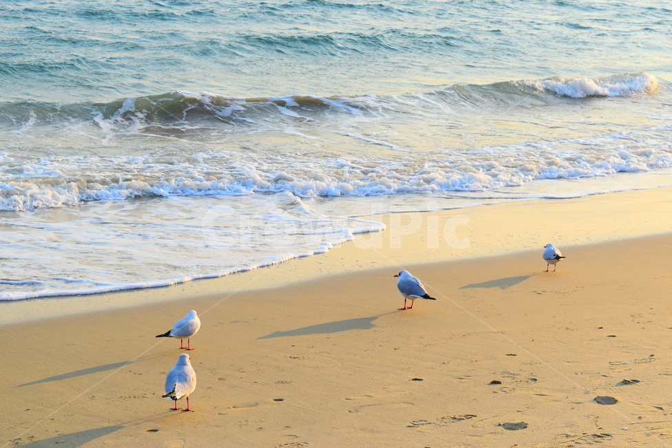 해안가,바다,백사장,파도,모래,모래사장,해안,갈매기,새,seagull,gull,bird,ocean,대양,물,해안선,shoreline,자연,nature,outdoors,옥외,sea,sendybeach,send,wave