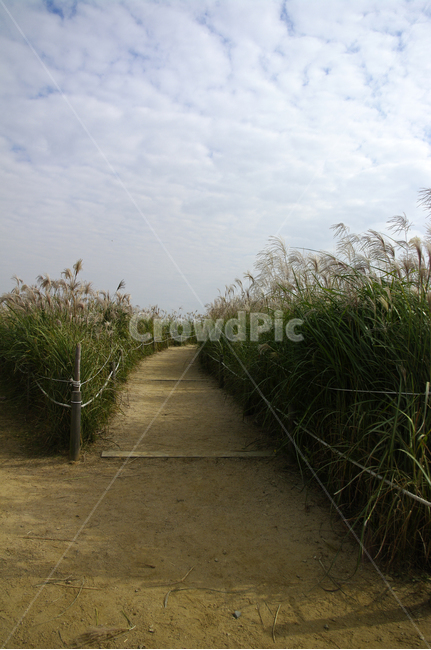 하늘,구름,가을,억새,자연,nature,식물,plant,길,자연,풍경,nature,landscape