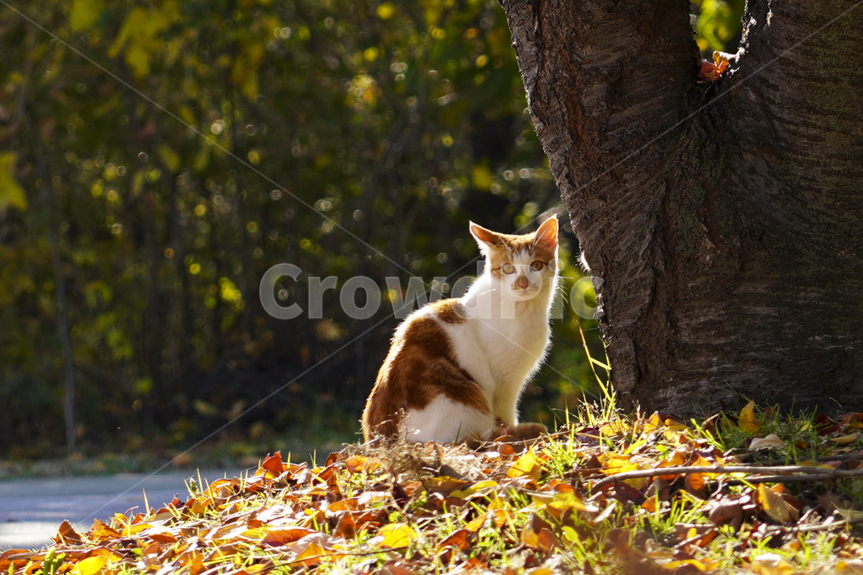 고양이,나무,낙엽,귀여운,따뜻한,분위기,길고양이,가을,밝은,autumn,fall,shiny,mood,warm,cute,사랑스러운,lovely,가을,계절,fall,autumn,season,동물,animal,포유류,mammal,고양이,cat,kitten,kitty