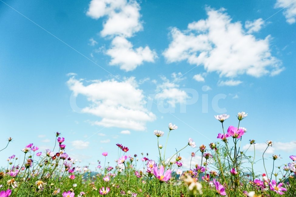 코스모스,꽃,감성사진,하늘,가을,가을,계절,fall,autumn,season,식물,자연,plants,nature,꽃,flower,spring,봄,field,들,grassland,목초지,outdoors,옥외