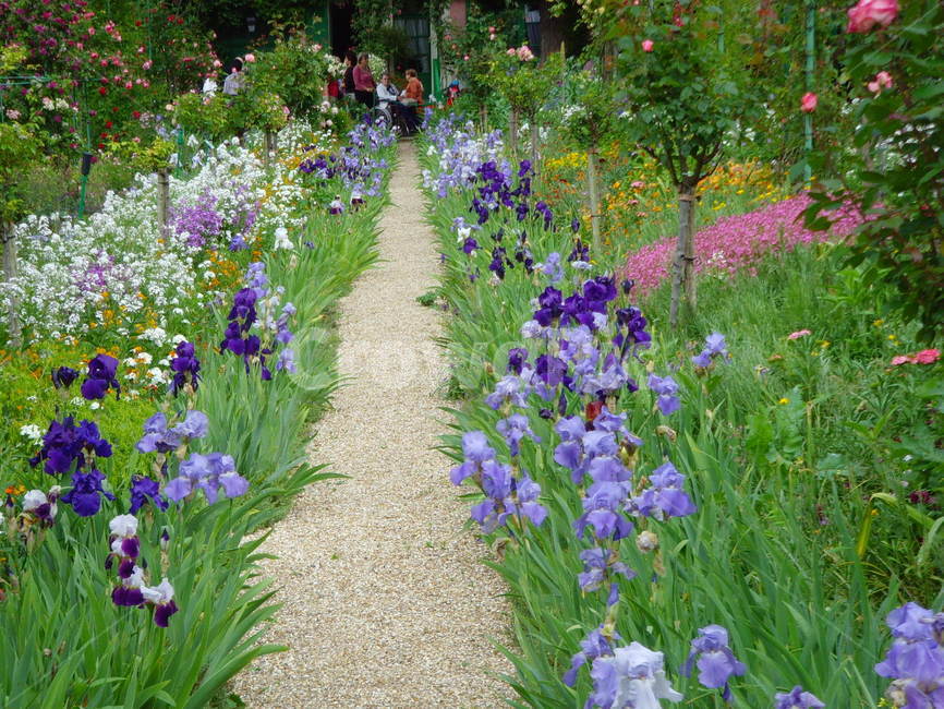 flower,iris,아이리스,plant,식물,blossom,꽃,person,사람,human,인간