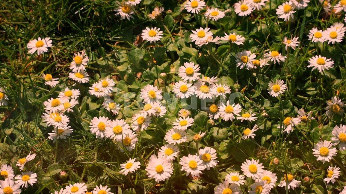 aisy,flower,nature,flowers,field,summer,spring,meadow,plant,white,garden,green,chamomile,camomile,grass,yellow,daisies,flora,bloom,floral,beauty,petal,blossom,natural,beautiful,데이지,식물,꽃,식물,자연,plants,nature,꽃,flower