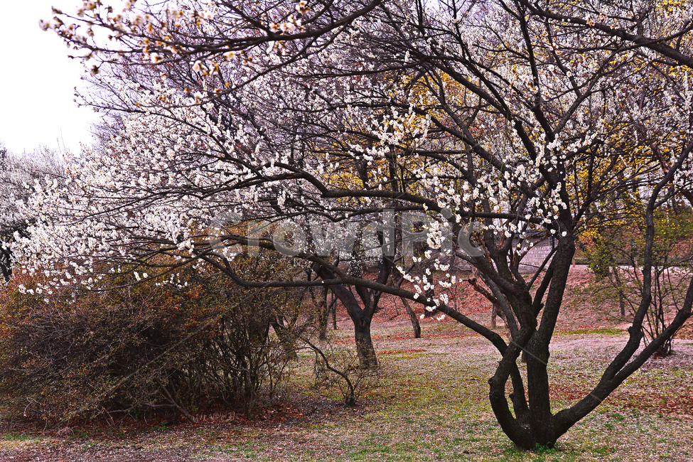 봄,매화꽃,봄꽃,시즌,계절,spring,flowers,season,배경,바탕,백그라운드,나무꽃,3월,4월,정원,봄배경,분홍색꽃,봄,계절,spring,season,자연,풍경,nature,landscape,plant,식물