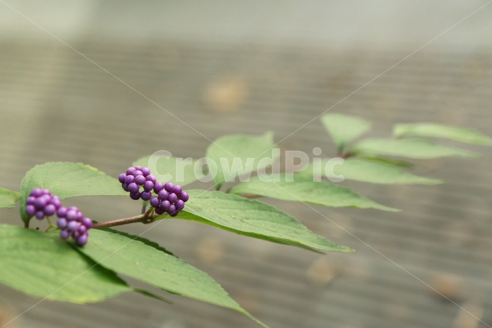 열매,보라색열매,식물,자연,plant,식물,자연,plants,nature