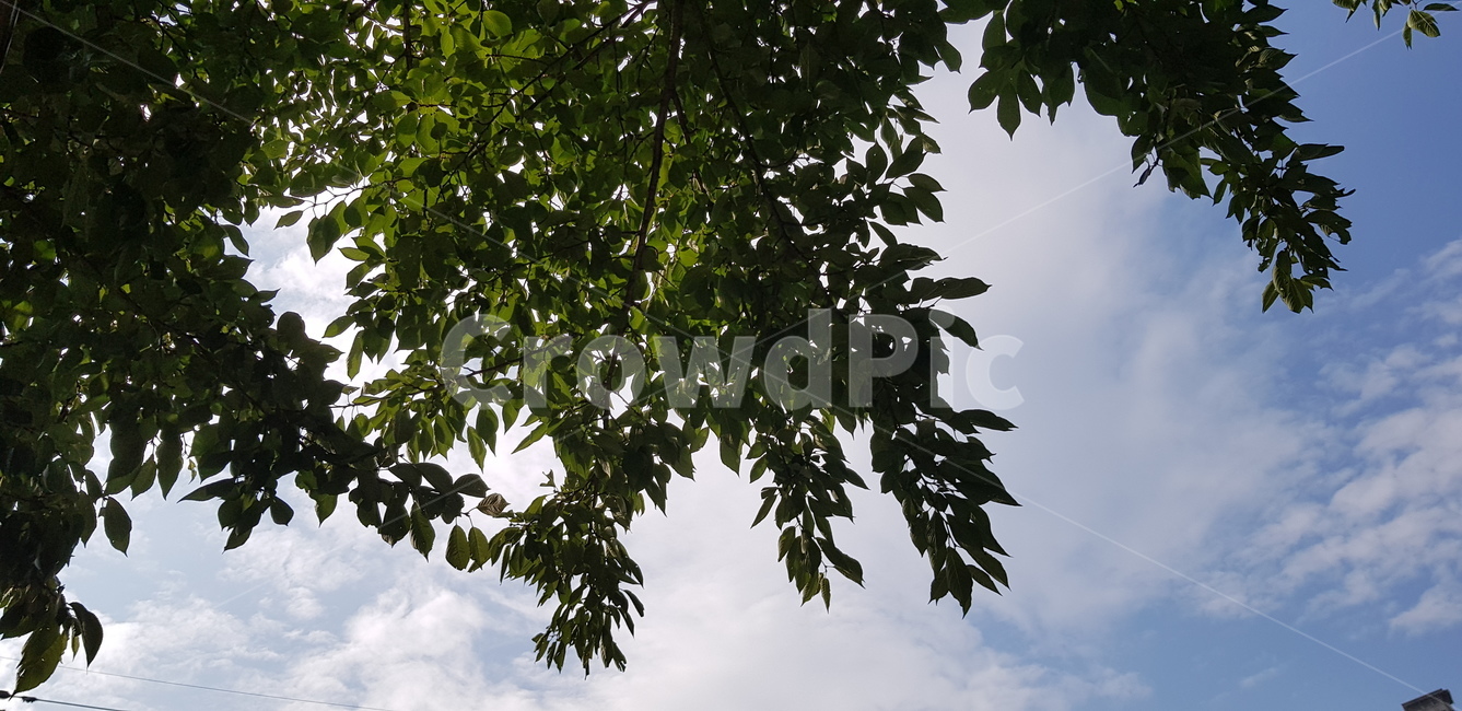 plant,식물,leaf,잎,tree,나무,하늘,sky,구름,cloud