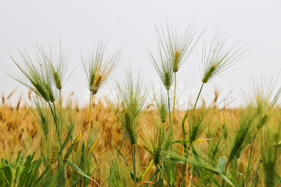 보리,청보리,보리재배,청보리재배,청보리수확,식물,자연,plants,nature