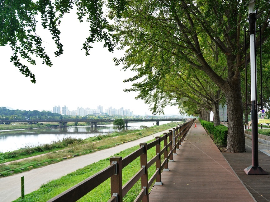 아산은행나무길,은행나무,은행나무길,곡교천,아산가볼만한곳,나무,산책로,자연,풍경,nature,landscape