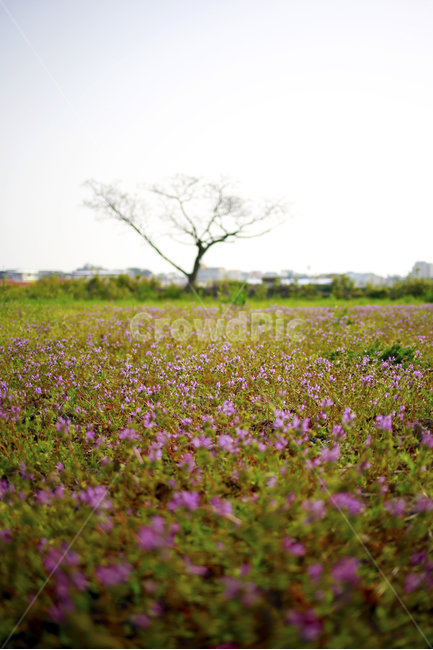 제주도,봄,봄꽃,분홍,봄날,봄,계절,spring,season,자연,풍경,nature,landscape,한국자연풍경,한국자연경관,korea nature landscape,제주도,jeju,jeju island,식물,plants,나무,trees,wood,outdoors,옥외,grassland,목초지,field,들,farm,농장,rural,농촌,meadow