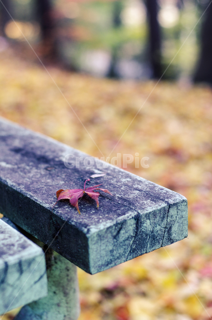가을,벤치,낙엽,가을낙엽,공원,길거리,따뜻한,쓸쓸한,늦가을,만추,street,leaf,autumn,afternoon,sensitive,가을,계절,fall,autumn,season,식물,자연,plants,nature,plant,잎