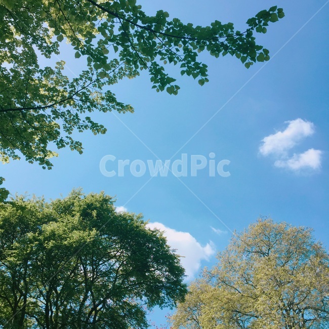 하늘,sky,구름,나무,자연,자연환경,cloud,풍경,감성