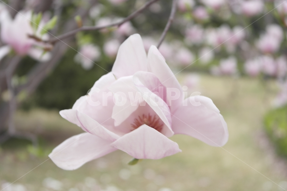 magnolia,purpleflower,속씨식물,쌍떡잎식물,목란,영춘화,나무의연,자목련,두란,임란,황심,목련,꽃,봄꽃,봄,자주색,Spring,Flowers,Purple,prettyflower,Beautifulflower,Pure,순수,식물,Plants,아름다운,접사자연,nature,그래픽,웹디자인,sensible,flower,식물도감,야생화,들꽃,배경,느낌,감성,인쇄,디자인,전단,잡지,wepdesign,design,advertisement,column,컬럼,뉴스레터,마케팅,홍보물,홍보,봄,계절,spring,season,식물,자연,plants,nature,꽃,flower,plant,blossom,petal,꽃잎,geranium,제라늄,rose,장미