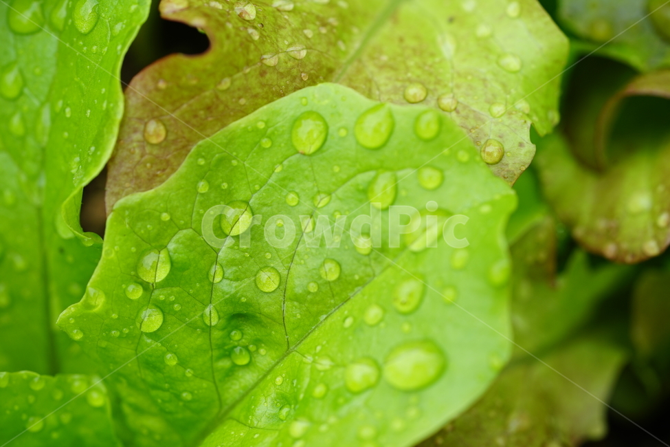 상추,자연,식물,빗물,야채,채소,재배,빗방울,생명,비,접사,녹색,green,흙,땅,식물,자연,plants,nature,채소,야채,vegetables,산업,industry,industrial,농업,농사,agriculture,farming,farming industry