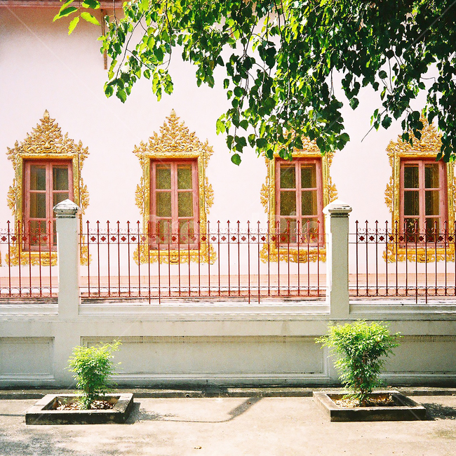 thailand,태국,방콕,태국사원,사원,bangkok,plant,gold,식물,방콕사원,왓아룬