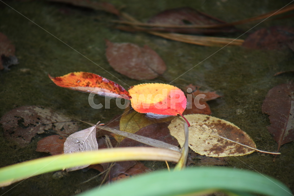 낙엽,가을,단풍,잎,fallenleaves,가을,계절,fall,autumn,season,식물,자연,plants,nature,leaf,plant