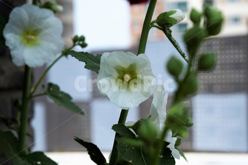 접시꽃,식물,봉오리,자연,꽃,꽃봉오리,황촉화,아시아원산지,아욱과,이년생,일일화,도종환