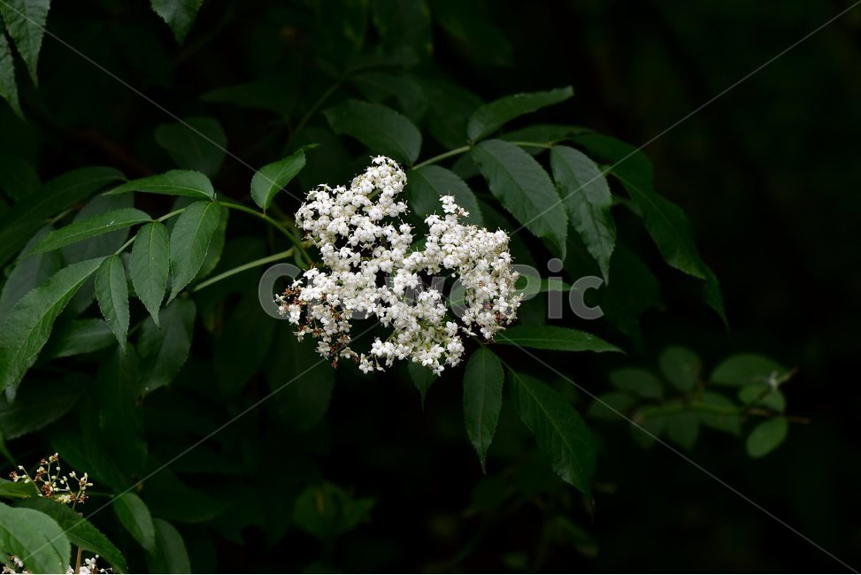 캐나다딱총나무,야생화,꽃,식물,자연,생태,플라워,flower,plants,nature,나무,식물,자연,plants,nature,꽃,flower