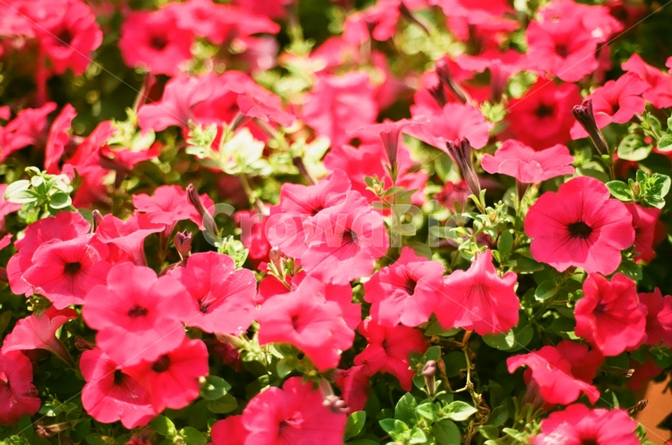 photography,꽃,가을,감성,따뜻함,필름카메라,식물,공원,monotone,flower,fall,pilm,모노톤,자연,자연풍경,자연사진,가을꽃,식물,자연,plants,nature,꽃,flower