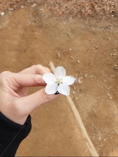 봄,벚꽃,감성,식물,자연,따뜻한,꽃손,손,꽃잎,손에쥔꽃,손에든꽃