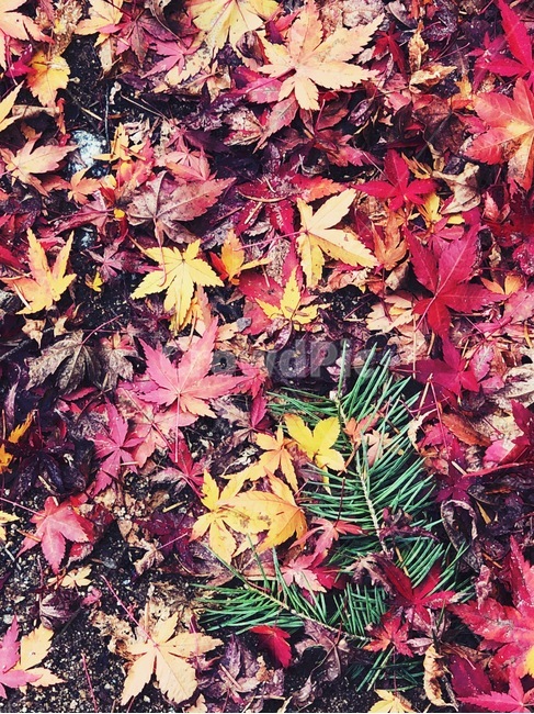 단풍,식물,leaf,잎,나무,maple,가을,계절,fall,autumn,season,plant,tree
