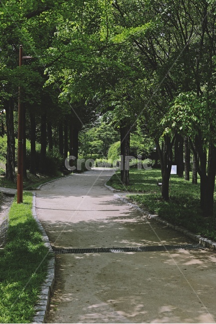 산책로,나무,공원,tree,park,trail,nature,road,길,자연,풍경,nature,landscape,path,통로,plant,식물