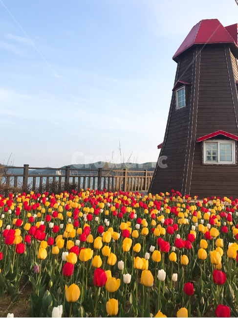 튤립,꽃,꽃밭,등대,풍경,식물,plant,flower,자연,식물,자연,plants,nature,꽃,flower