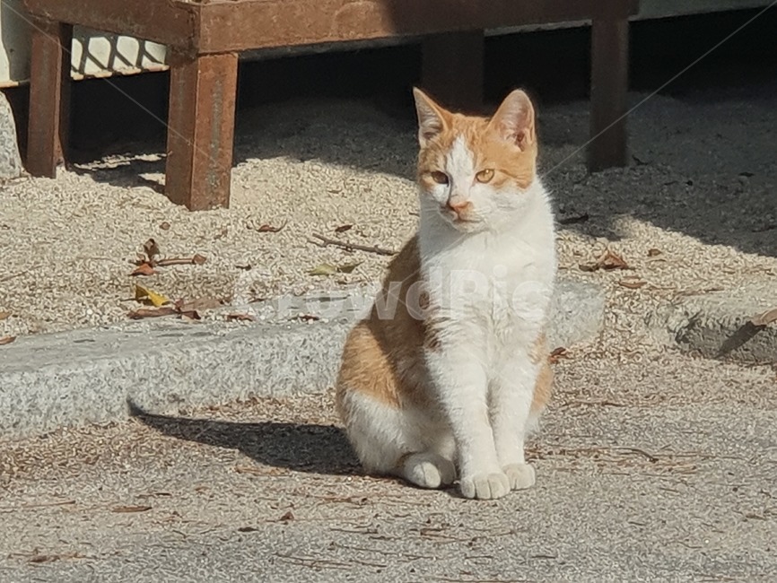 cat,pet,animal,고양이,동물,mammal,동물,animal,포유류,mammal,고양이,cat,kitten,kitty