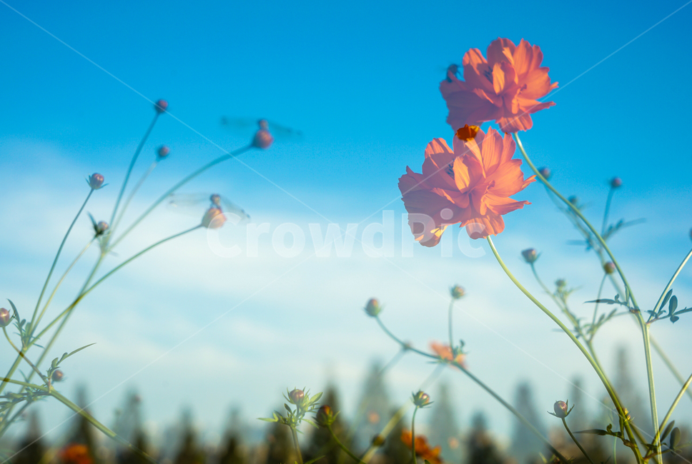 코스모스,꽃,재배,다중노출,가을,식물,자연,가을,계절,fall,autumn,season,식물,자연,plants,nature,꽃,flower,plant,geranium,제라늄,blossom