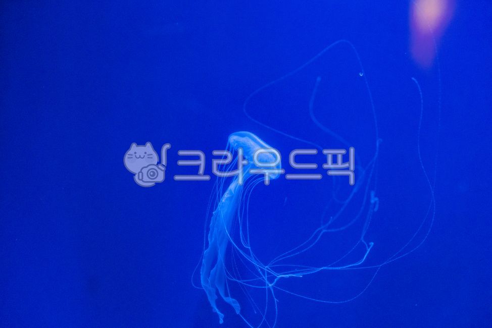 해파리,해양생물,동물,무척추동물,sealife,jellyfish,animal,invertebrate