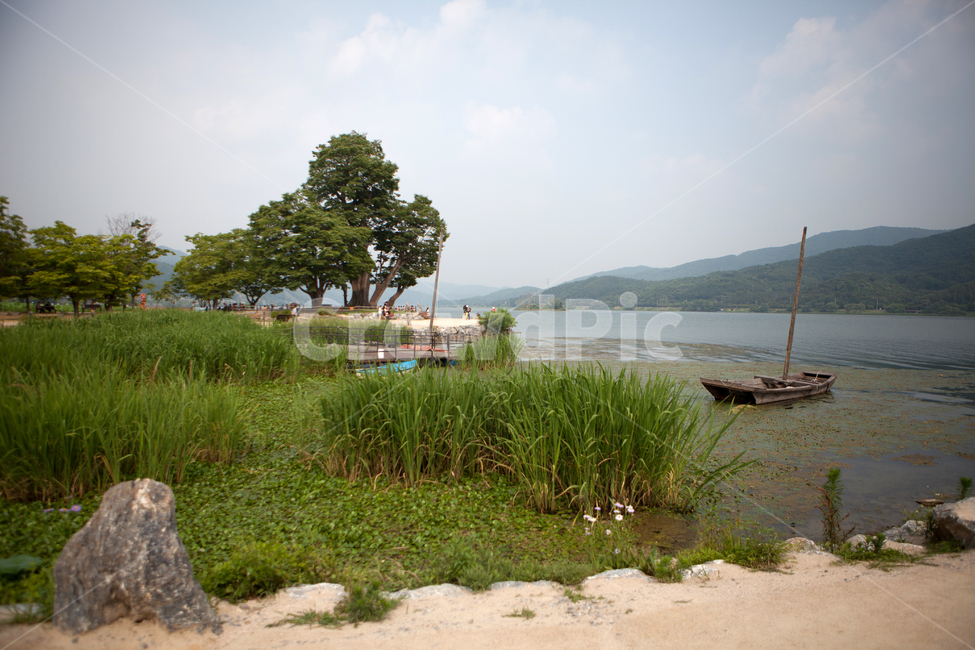 nature,outdoors,양평,두물머리,나무,풀,강,자연,봄,여름,배,나루터,고목