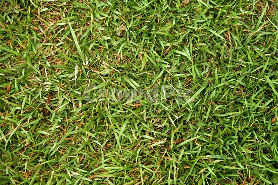 잔디,푸른,땅,배경,풀,자연,깨끗한,상쾌한,여름,봄,숲,nature,field,land,garden,식물,자연,plants,nature