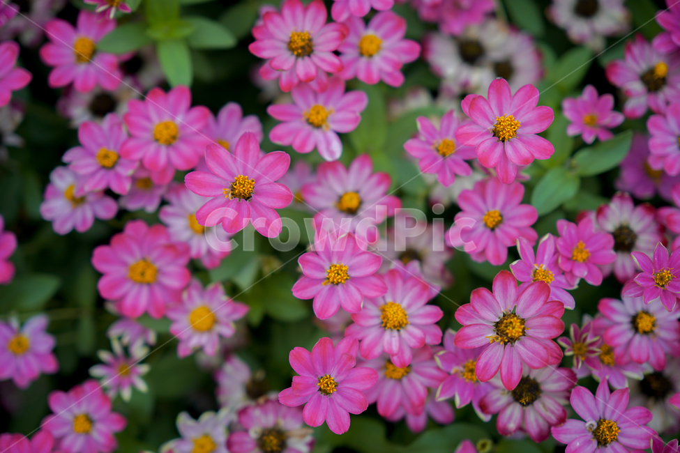 꽃,흐린날,정원,자연,flower,순천,순천만정원,식물,자연,plants,nature,꽃,flower