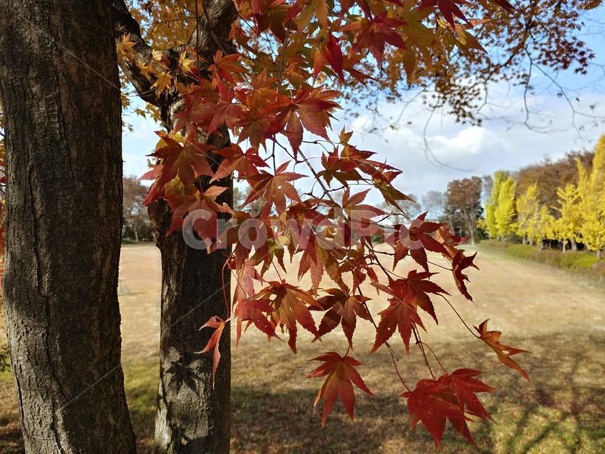 가을단풍,가을,엽록소,leaf,잎,plant,식물,tree,나무,maple,단풍,가을,계절,fall,autumn,season