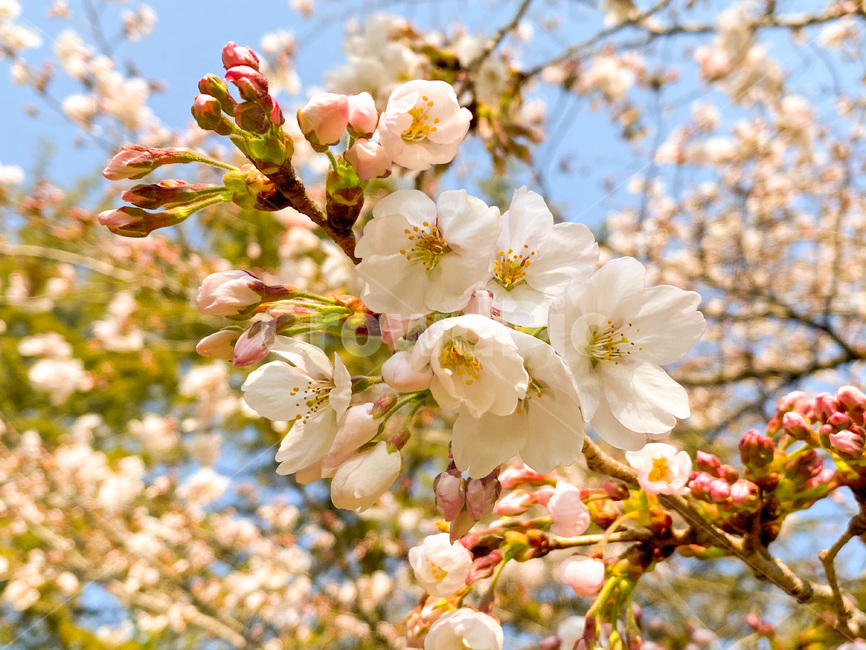 벚꽃,꽃,봄,봄꽃,blossom,자연,nature,식물,flower,plant,따뜻
